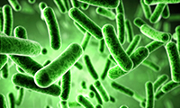 Green bacteria