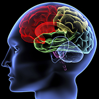 graphic of human brain