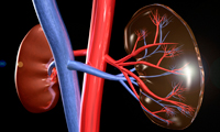 Illustration of Kidneys